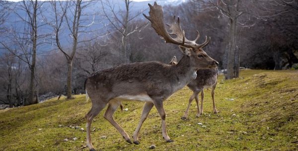 CENTRO VISITA DAINI - Villetta Barrea (AQ)